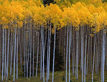 Naturescapes Gallery Telluride art