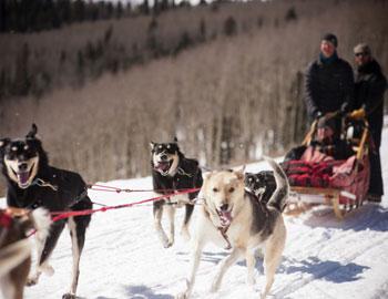 Winter Moon Dog Sledding