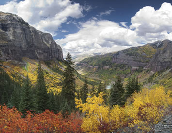 Fall trees in Telluride