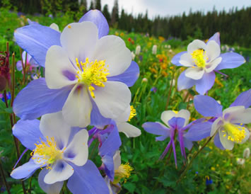 Telluride spring flower