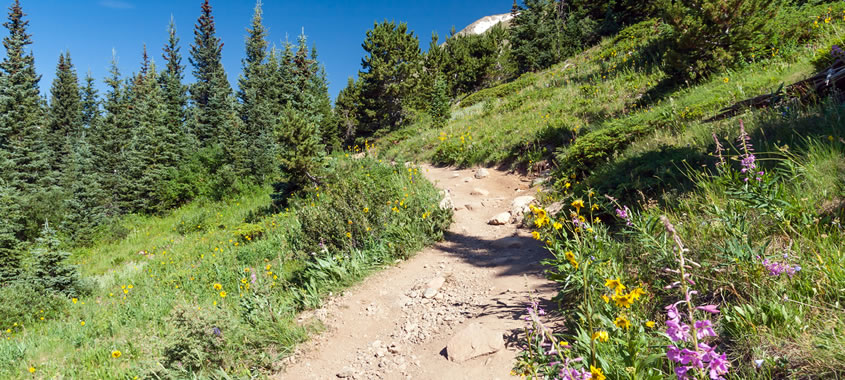 Ingram Falls trail with flowers